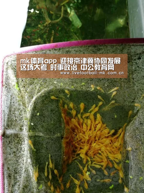 mk体育app_迎接京津冀协同发展这场大考_时事政治_中公教育网(图2) mk体育官网